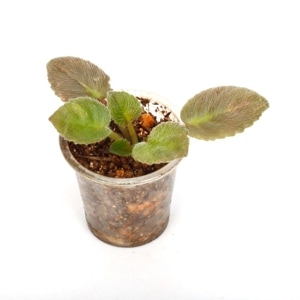 Saintopaulia ' Rob's Voodoo Blue ' (Miniature Trailer) ������ȥݡ��ꥢ sp. 