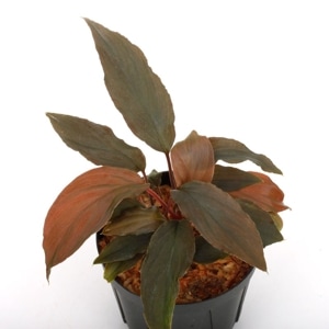 Homalomena humilis ' Black from ' [ ۥޥʡեߥꥹ ' ֥åե ' ]1ݥå