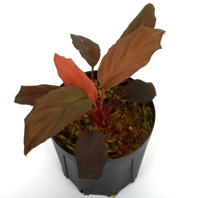 Homalomena sp. 
