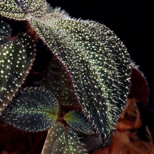 Sonerila sp. ' Phitsanulok ' [ ͥ sp.' ԥḁ̊ ' ]1ݥå