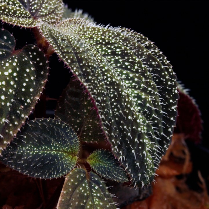 WWR便】Melastoma sp. Sibolga(ノボタン、ソネリラ)