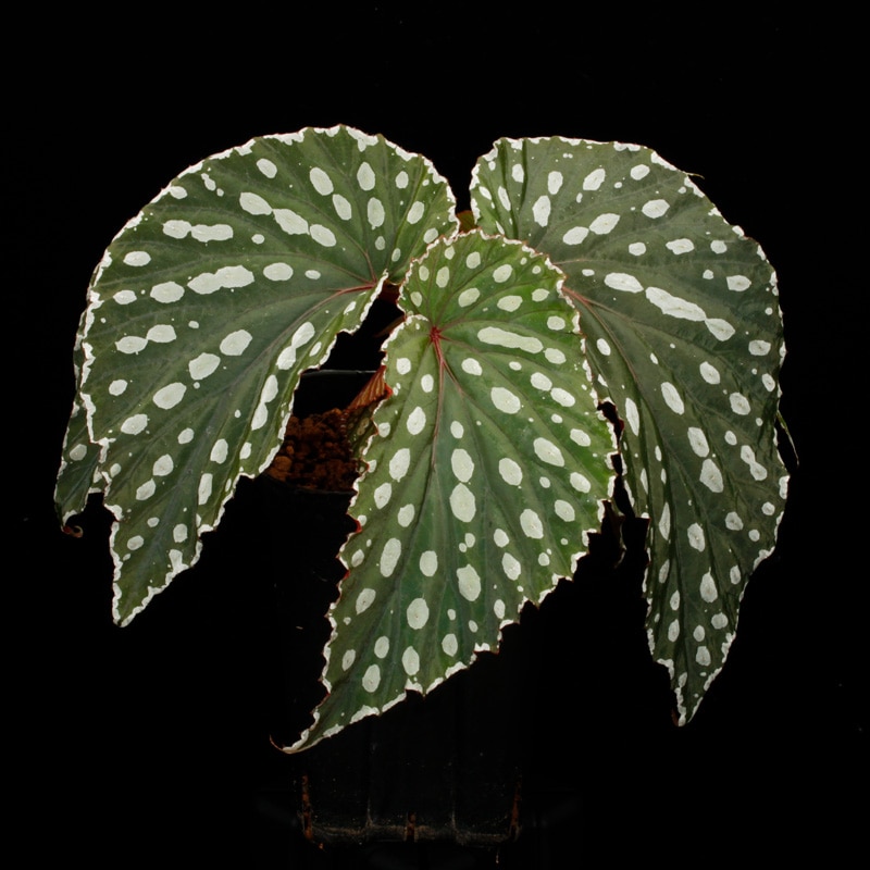 Begonia sp. ' Sinkawang, Kalimantan barat ' / TB 1ポット | 植物