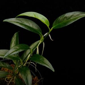 Philodendron chinchamayense��[ �ե����ǥ�ɥ��󡦥������ޥ��� ]���� PN260605-06 ��