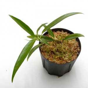 Philodendron chinchamayense[ եǥɥ󡦥ޥ ] PN250220-03 