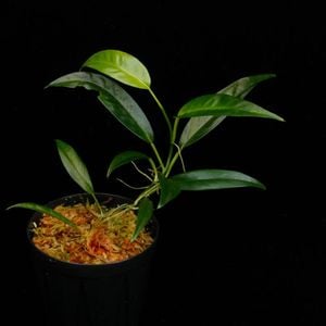Philodendron chinchamayense��[ �ե����ǥ�ɥ��󡦥������ޥ��� ]���� PN260902-02 �ۡ� �ե����ǥ�ɥ���Ȥ��Ƥ϶˾�������� ��