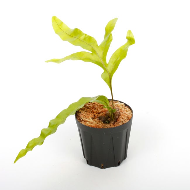 その他観葉植物 Lecanopteris KP9 その他観葉植物 Lecanopteris KP9 Lecanopteris crustacea