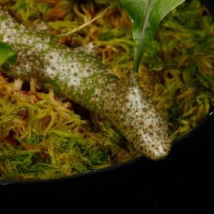 Lecanopteris sinuosa ' Normanby, PNG '��[ �쥫�Υץƥꥹ�����̥��� ]���� PN260624-05 ��