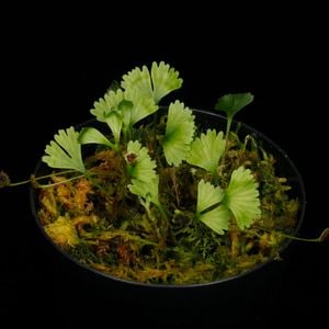 Elaphoglossum peltatum  [ ����ե������å��ࡦ�ڥ륿�ĥ� / ñ�ե����� ]���� PN260220-03 ��