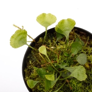 Elaphoglossum peltatum  [ եåࡦڥ륿ĥ / ñե ] PN2400820-03 