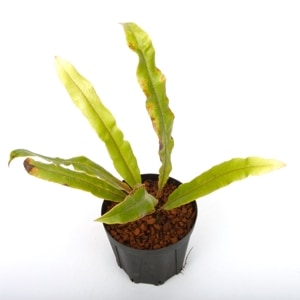 Elaphoglossum sp.  [ ����ե������å��� sp. ���������ɥ뻺 ]���� PN2400820-04 ��