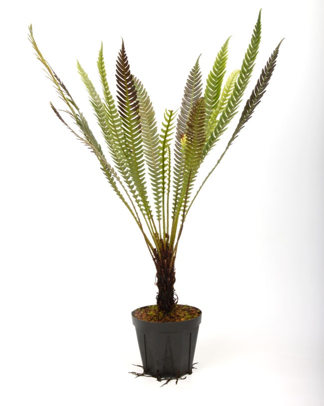Blechnum obtusatum var. obtusatum / XXL [ ブレクナム 