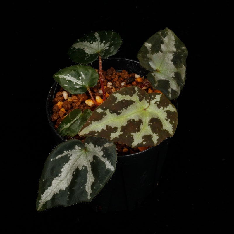 専用！Begonia wiformisベゴニア・ウィフォルミス　原種　大きめ株 専用！Begonia wiformisベゴニア・ウィフォルミス 原種 大きめ株