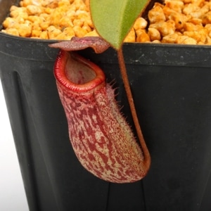 Nepenthes rajah x burbidgeae��( N. x ' alisputrana ' ) [ �ͥڥ�ƥ����饸�� x �С��ӥå����� (N. ���ꥵ�ץȥ�� ) ]���� Borneo Exotics / BE-3931 �ۡ� PN240917-08 ��