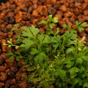 Odontosoria minutula��[ ���ӥȥۥ饷�Υ� ]���� PN251119-10 ��