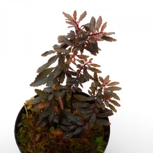 Triolena pileoides 