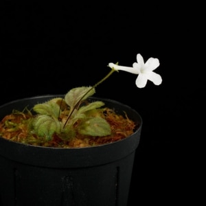 Sinningia pusilla 