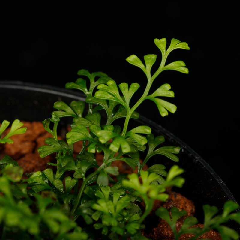 Odontosoria minutula [ コビトホラシノブ ] 【 PN250814-04 】