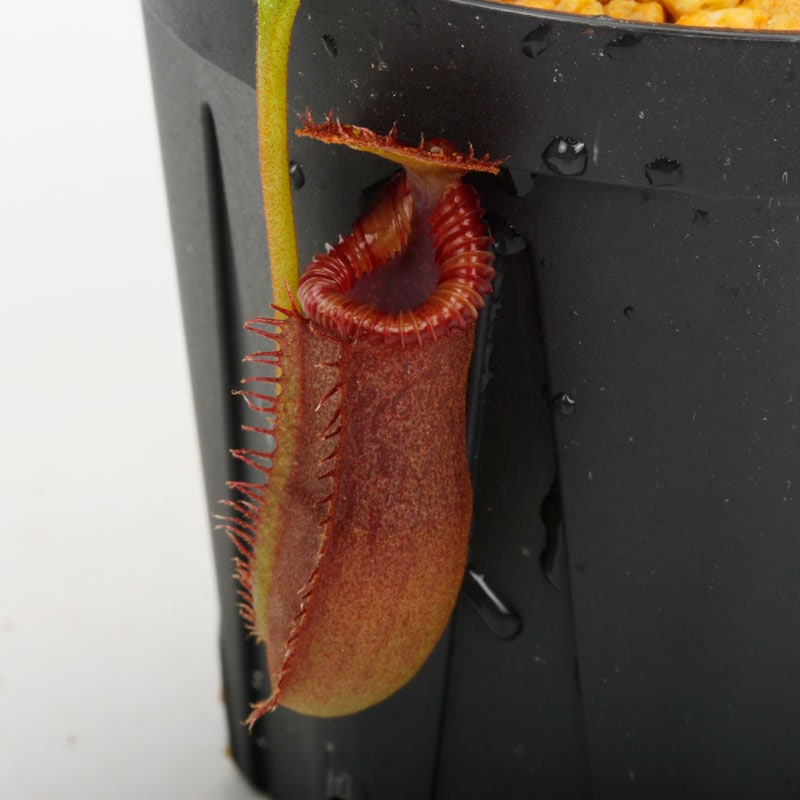 Nepenthes lowii x edwardsiana / AW / Clone:RSC [ ネペンテス