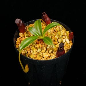Nepenthes lowii x edwardsiana / AW / Clone:10[ ͥڥƥ x ɥɥ ] PN251014-04 