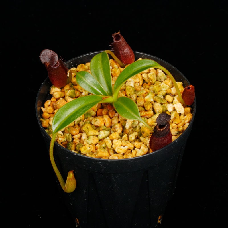 Nepenthes lowii x edwardsiana / AW / Clone:10 [ ネペンテス