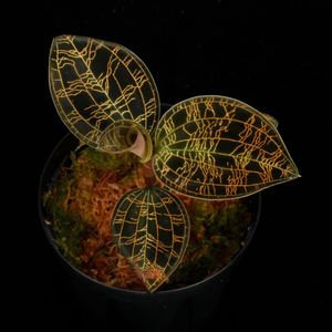 ジュエルオーキッド　マコデスペトラ　プラチナム　３株セット ジュエルオーキッド マコデスペトラ プラチナム 3株セット