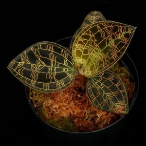 ジュエルオーキッド 通販 ZERO PLANTS