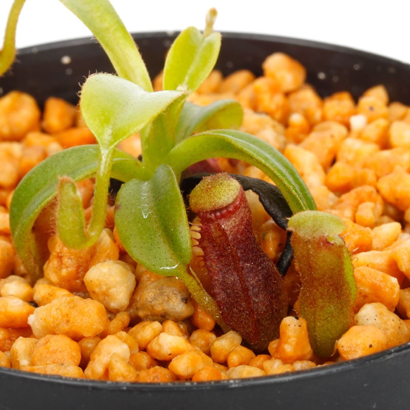 Nepenthes edwardsiana x villosa (Fx) (=Nepenthes x Harryana - Fx