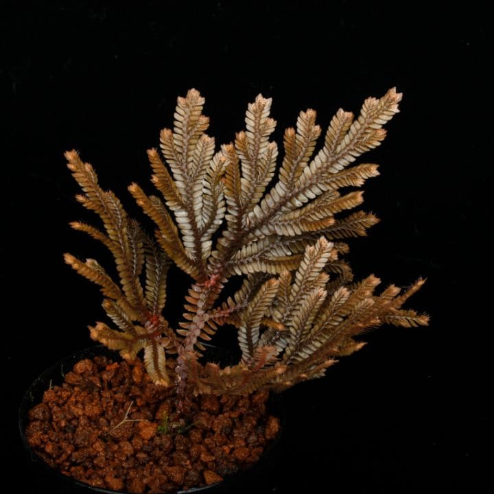 Selaginella sp. ' Davao, Mindanao ' [ セラジネラ sp. ' ミンダナオ