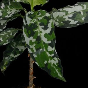 Aglaonema pictum 