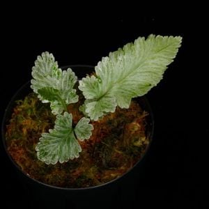 Diplazium sp. Sumatra[ ǥץ饸 sp. ޥȥ ] PN250410-04 