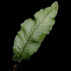 Diplazium sp. Sumatra[ ǥץ饸 sp. ޥȥ ] PN251110-03 