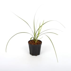 Cyperus sp. ' Baratang Island, Andaman '[ ڥ륹 sp. Х饿硢ޥ绺 ]1ݥå