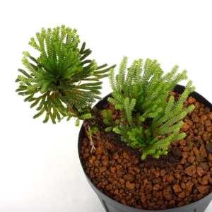 Selaginella pulvinata��[ ���饸�ͥ顦�ץ�ӥʡ��� ]���� PN250208-15 ��