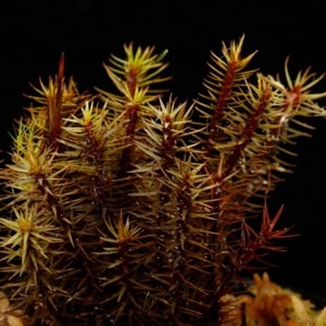 Polytrichum sp. 
