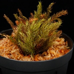 Pyrrhobryum sp. ' Baratang Island, Andaman '[ ԥ֥ꥦ sp. ' Х饿硢ޥ绺 ' ] 1ݥå