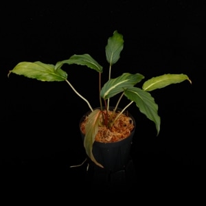 Homalomena polyneura ' West Papua '��[ �ۥޥ���� sp. �����ѥץ��� ]���� PN250220-08 ��