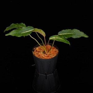 Homalomena polyneura ' West Papua '��[ �ۥޥ���� sp. �����ѥץ��� ]���� PN250220-09 ��