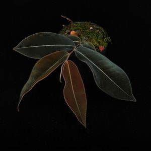 Marcgravia sp. 