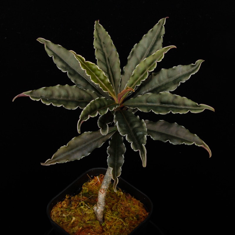 Labisia sp. 