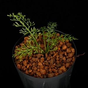 Asplenium sp. 