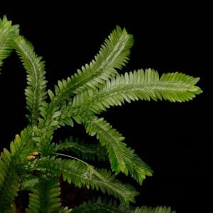 Selaginella sp. 