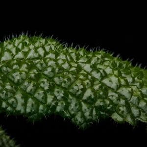 Reldia minutiflora[ ǥߥ̥ƥե ] PN250925-06 