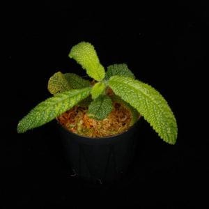 Reldia minutiflora[ ǥߥ̥ƥե ] 250403-04 