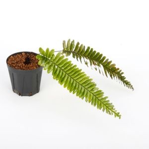 Cephalomanes sp.  ' Manacapuru, Brasil '[ եޥͥ sp. ' ޥʥץ롢֥饸 ' ] PN250403-05 