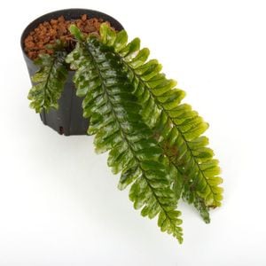 Cephalomanes sp.  ' Manacapuru, Brasil '[ եޥͥ sp. ' ޥʥץ롢֥饸 ' ] PN250403-06 
