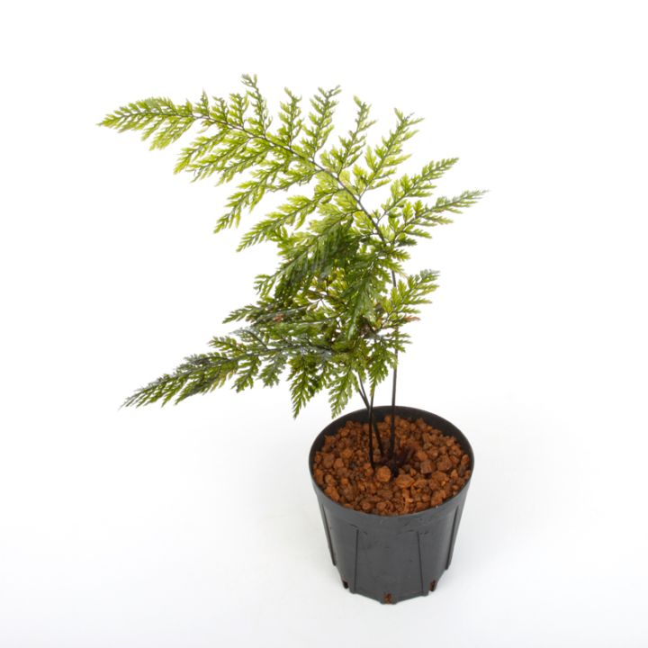 Trichomanes sp. ' Manacapuru, Brasil ' [ トリコマネス sp