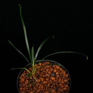 Fenestratarum culum��[ �ե��ͥ��ȥ饿��ࡦ����� ]���� PN250728-04 ��