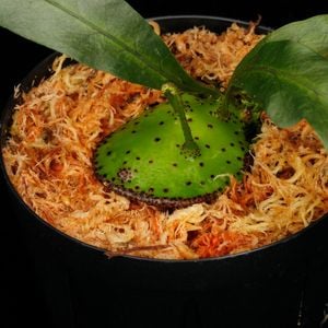 Lecanopteris mirabilis��[ �쥫�Υץƥꥹ���ߥ�ӥꥹ ]���� PN250905-01 ��