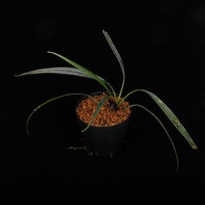 Josefia intricata[ 祻եȥꥫ ] PN251110-06 ۡ 2023ǯ˵ܤ줿°ηήϥȥ 