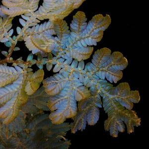 Selaginella sp. ' Selangor, Malaysia '[ 饸ͥ sp. ] PN250512-01 